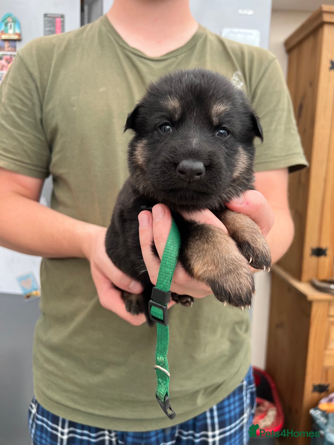 German Shepherd dogs for sale: KC FEMALE GSD PUPPIES - Image 11