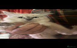 Ragdoll cats for sale: Lovely ragdoll kittens for sale  - Image 14