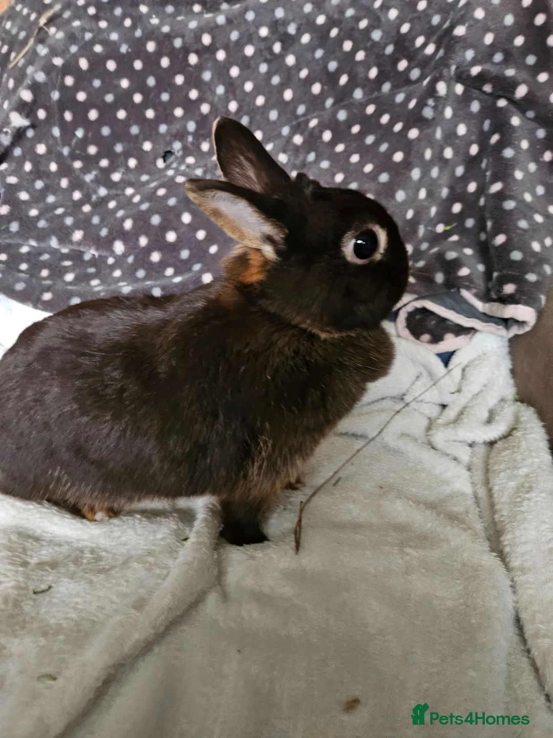 Netherland Dwarf rabbits for sale: Chocolate Otter girl  - Advert 3
