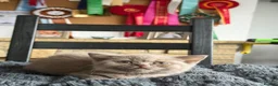 British Shorthair cats for sale: 🐾 Beautiful British Shorthair Kittens 🐾 - Advert 10