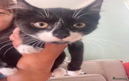 Mixed Breed cats for sale: Calico tabby cross  - Image 4