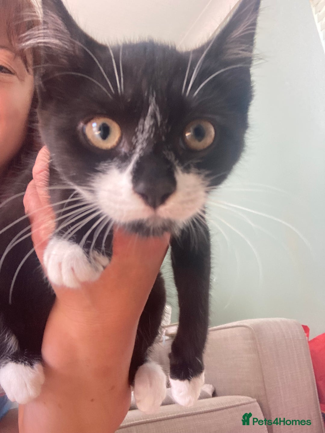 Mixed Breed cats for sale: Calico tabby cross  - Image 4