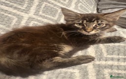 Maine Coon cats for sale: Chocolate main coons - Image 4