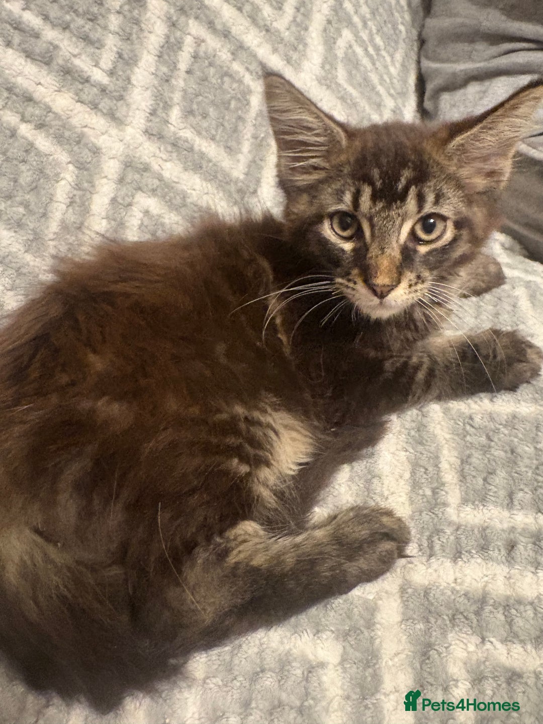 Maine Coon cats for sale: Chocolate main coons - Image 4