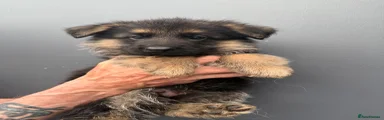 German Shepherd 1