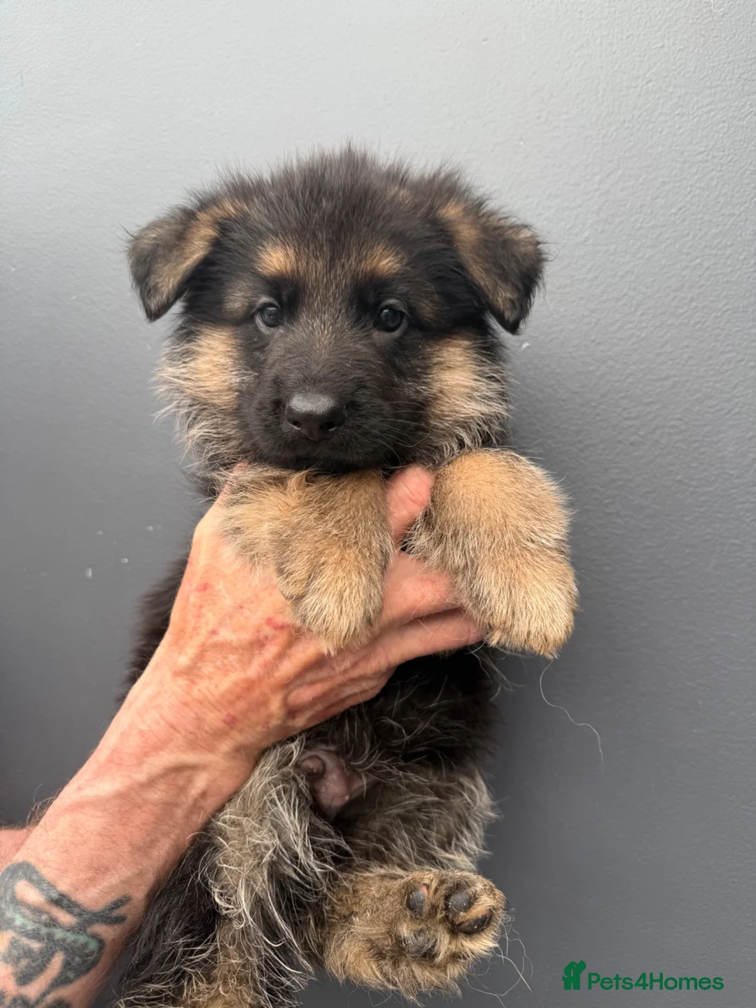 German Shepherd dogs for sale: German shepherd pups  - Advert 1
