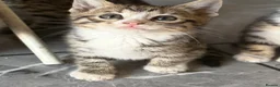 Bengal cats for sale: Beautiful Kittens ready for forever homes. - Advert 5