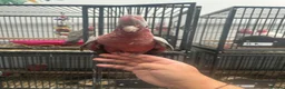 Parrots birds for sale: Hand Reared Cuddly Baby Galah Cockatoos  - Advert 7