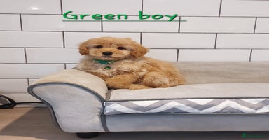 Cavachon dogs Cavapoochon’s boy and girl - Advert 1