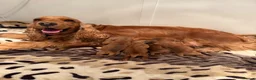 Cocker Spaniel dogs for sale: Villaspaniol lines KC show type cocker spaniels  - Advert 4