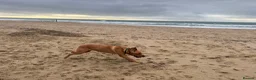 Labrador Retriever dogs for stud: Rocky Dog  in Bournemouth - Advert 7