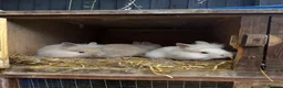 Lionhead rabbits for sale: 3x gorgeous fluffy lionhead bunnies ready to go  - Advert 12
