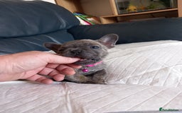 French Bulldog dogs for sale: French bulldog pups  - Image 5