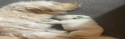 Mixed Breed dogs for sale: Labradoodles Pups **** 1 boy remaining  ***** - Advert 13