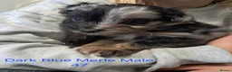Aussiedoodle dogs for sale: Aussiedoodles - Advert 1