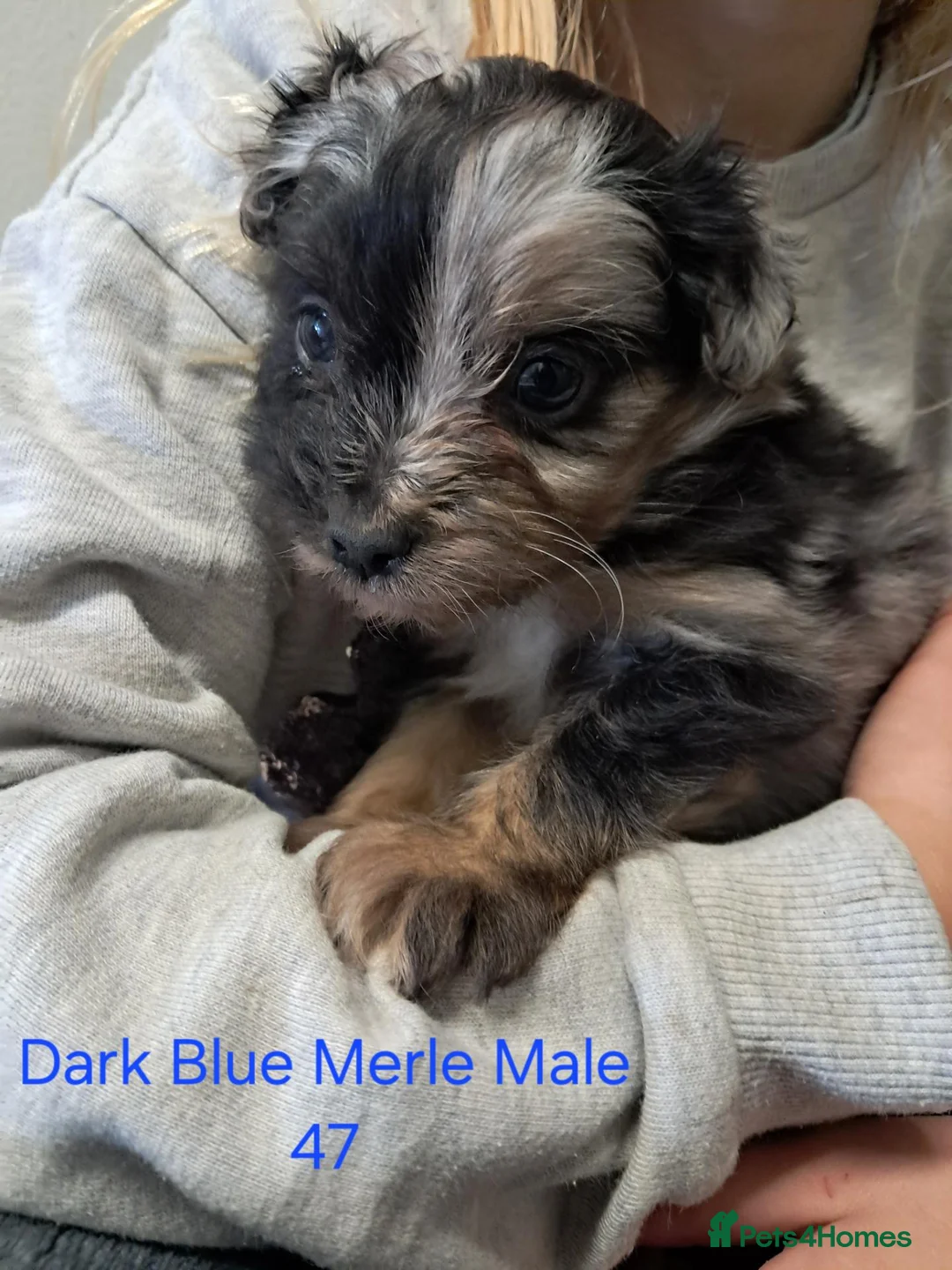Aussiedoodle dogs for sale: Aussiedoodles - Advert 1