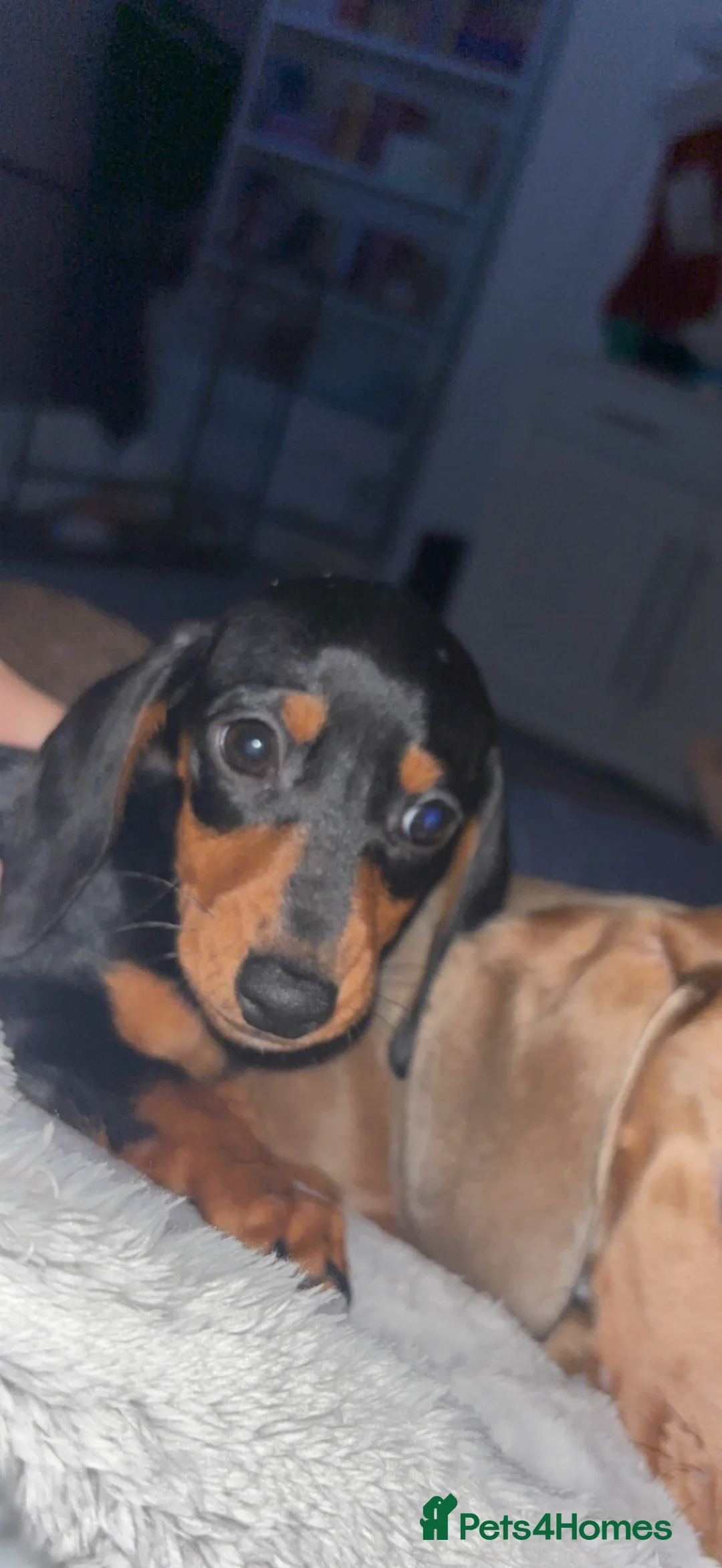 Dachshund dogs for sale: 8 month old dachshund girl - Advert 4