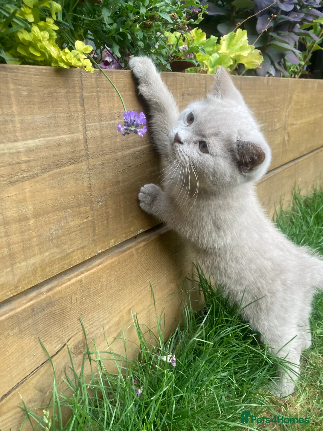 British Shorthair cats for sale: Last boy GCCF 🏆 pedigree British shorthair kitten - Advert 2