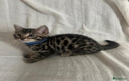 Bengal cats for sale: Beautiful Cross Bengal Kittens - Image 5