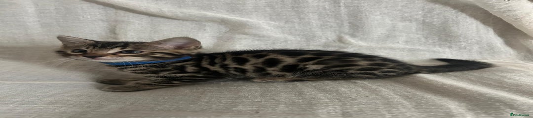 Bengal Kitten 1