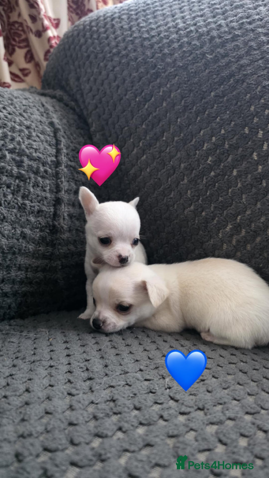 Chihuahua dogs for sale: Chihuahua pups 🐶  - Image 4