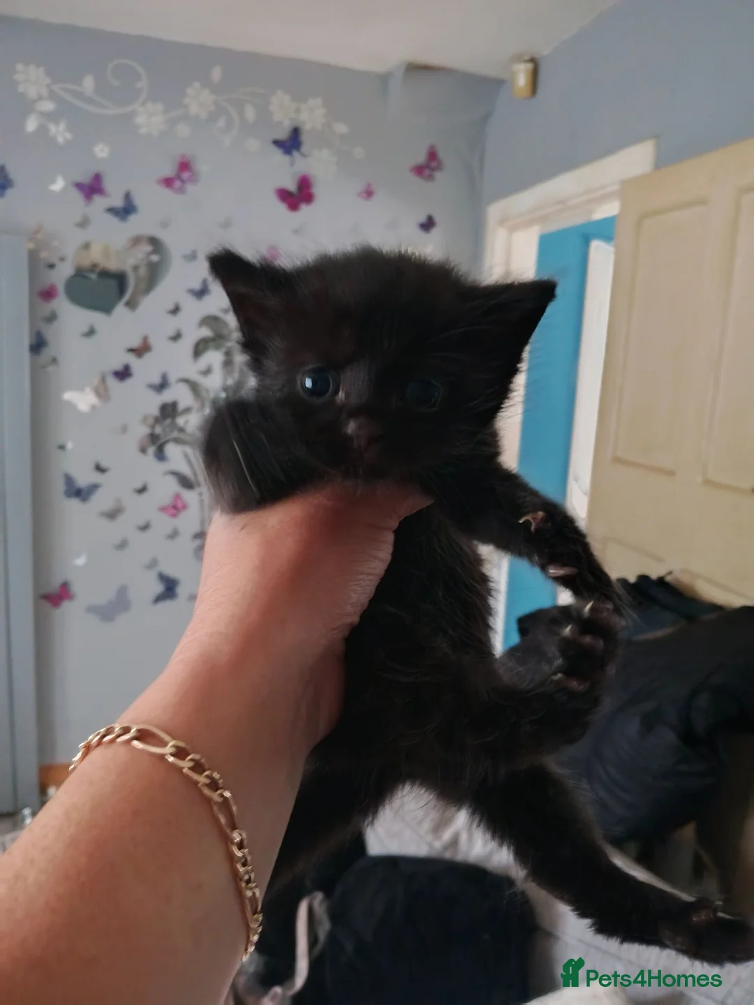 Burmese cats for sale: Andrea - Advert 2