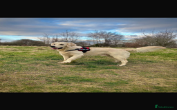 Golden Retriever dogs for sale: Golden Retriever Puppies - Image 6