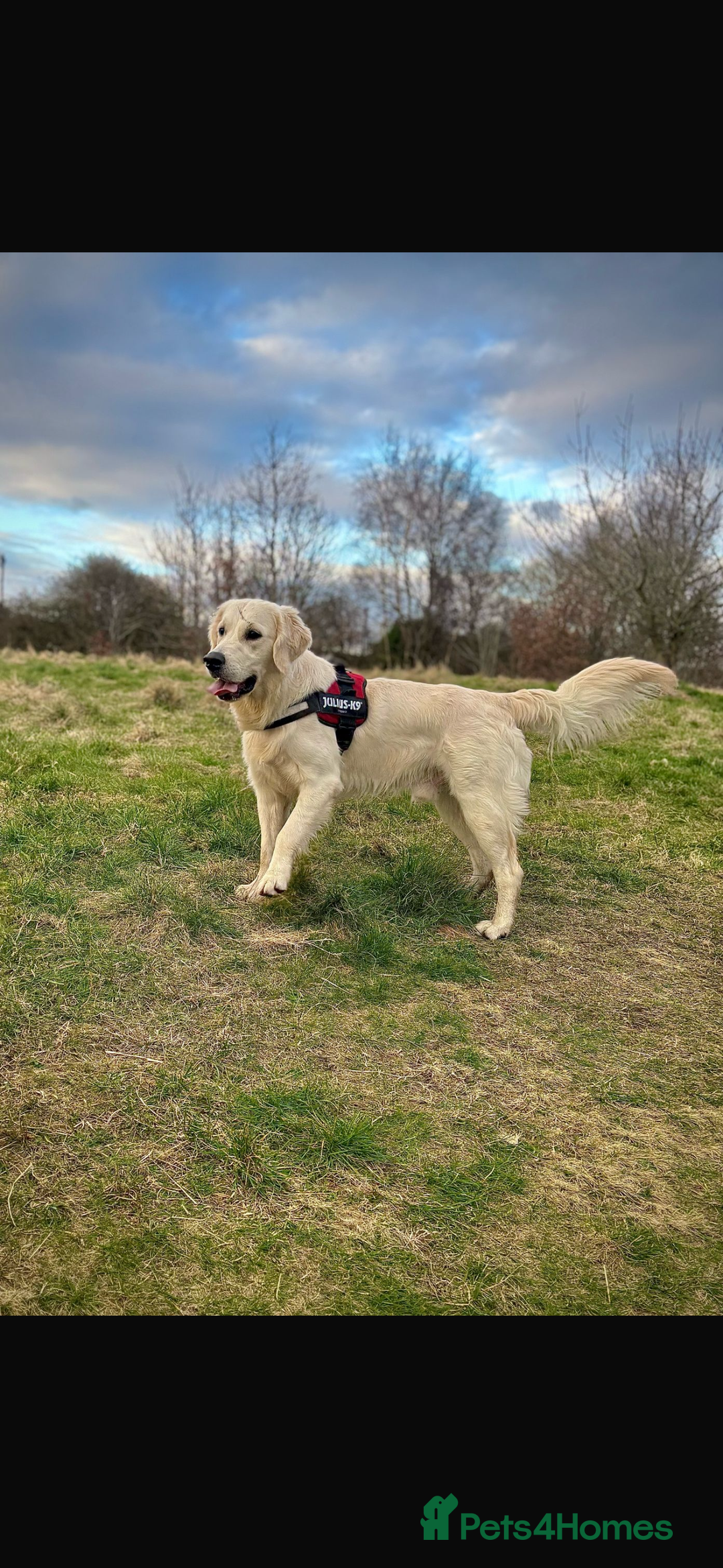 Golden Retriever dogs for sale: Golden Retriever Puppies - Image 6