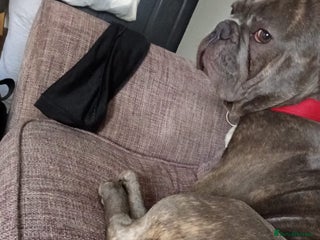 French Bulldog dogs - Advert 7