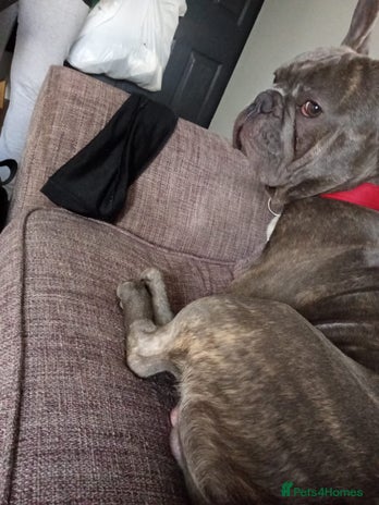 French Bulldog dogs - Advert 16