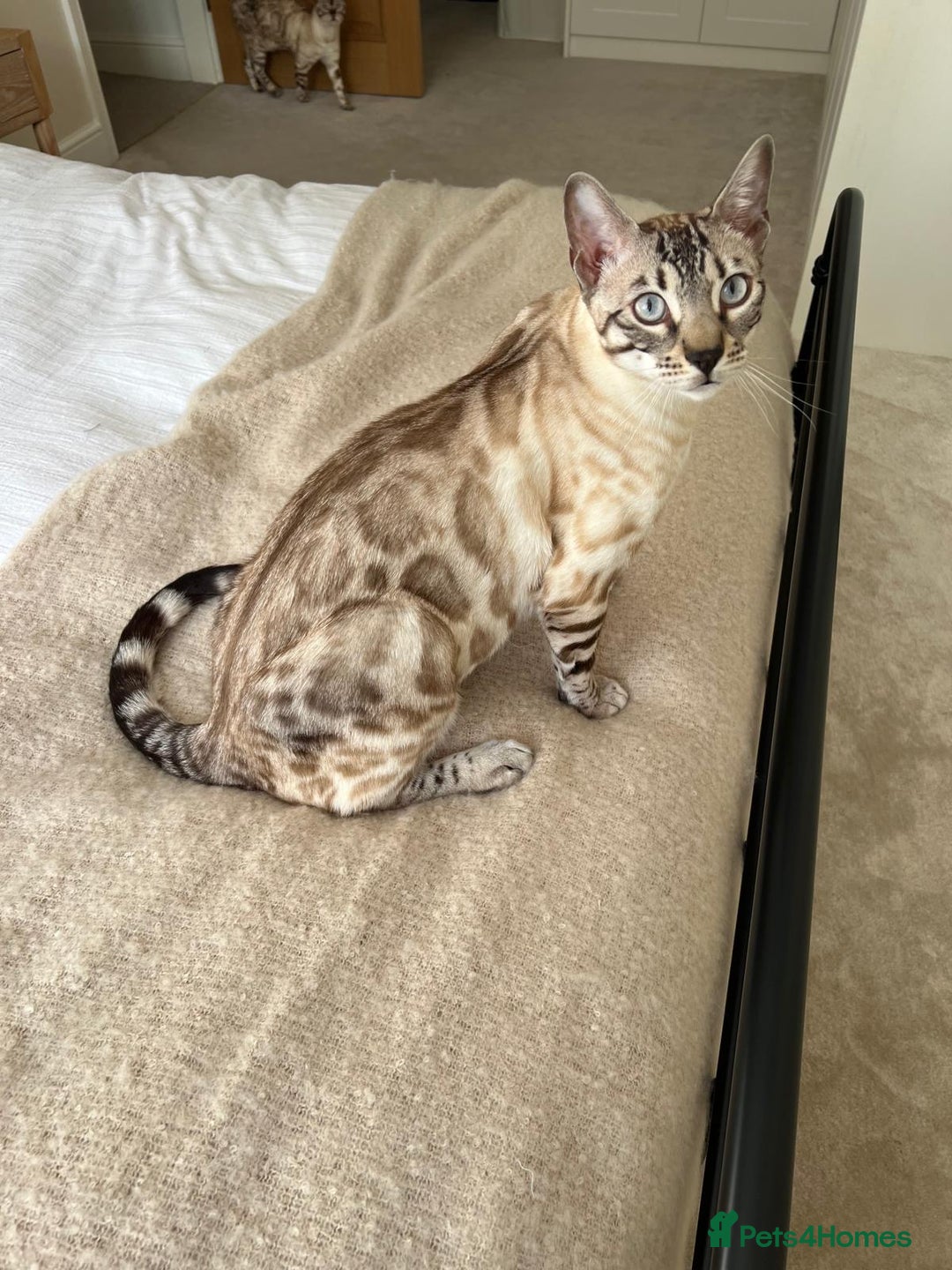 Bengal cats for sale: Bengal bother & sister - Image 4