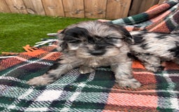 Cockapoo dogs for sale: Cockapoo Puppies  - Image 6