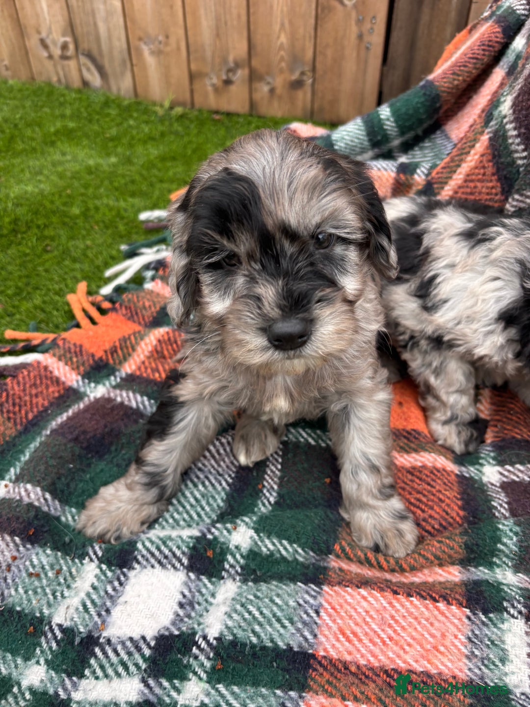 Cockapoo dogs for sale: Cockapoo Puppies  - Image 6