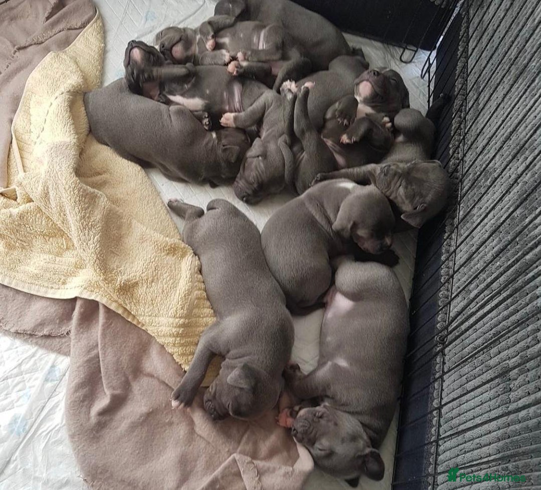 Staffordshire Bull Terrier dogs for sale: Beautiful blue Staffordshire bull terrier puppies  - Image 10