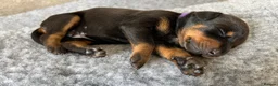 Dobermann dogs for sale: Outstanding Quality Dobermann puppies, KC REG - Advert 28