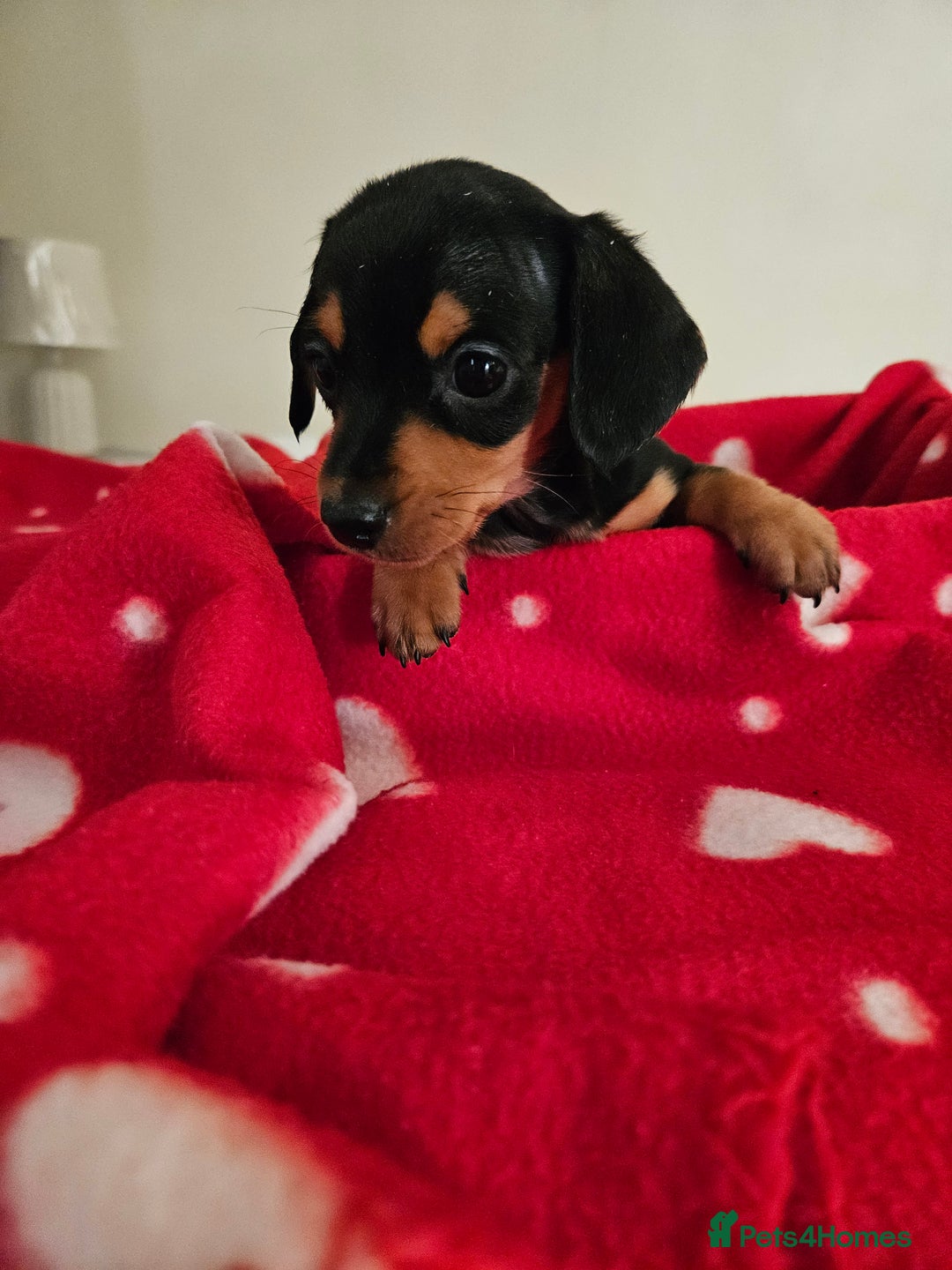 Miniature Dachshund dogs for sale: Kc Miniature dachshund  - Advert 6