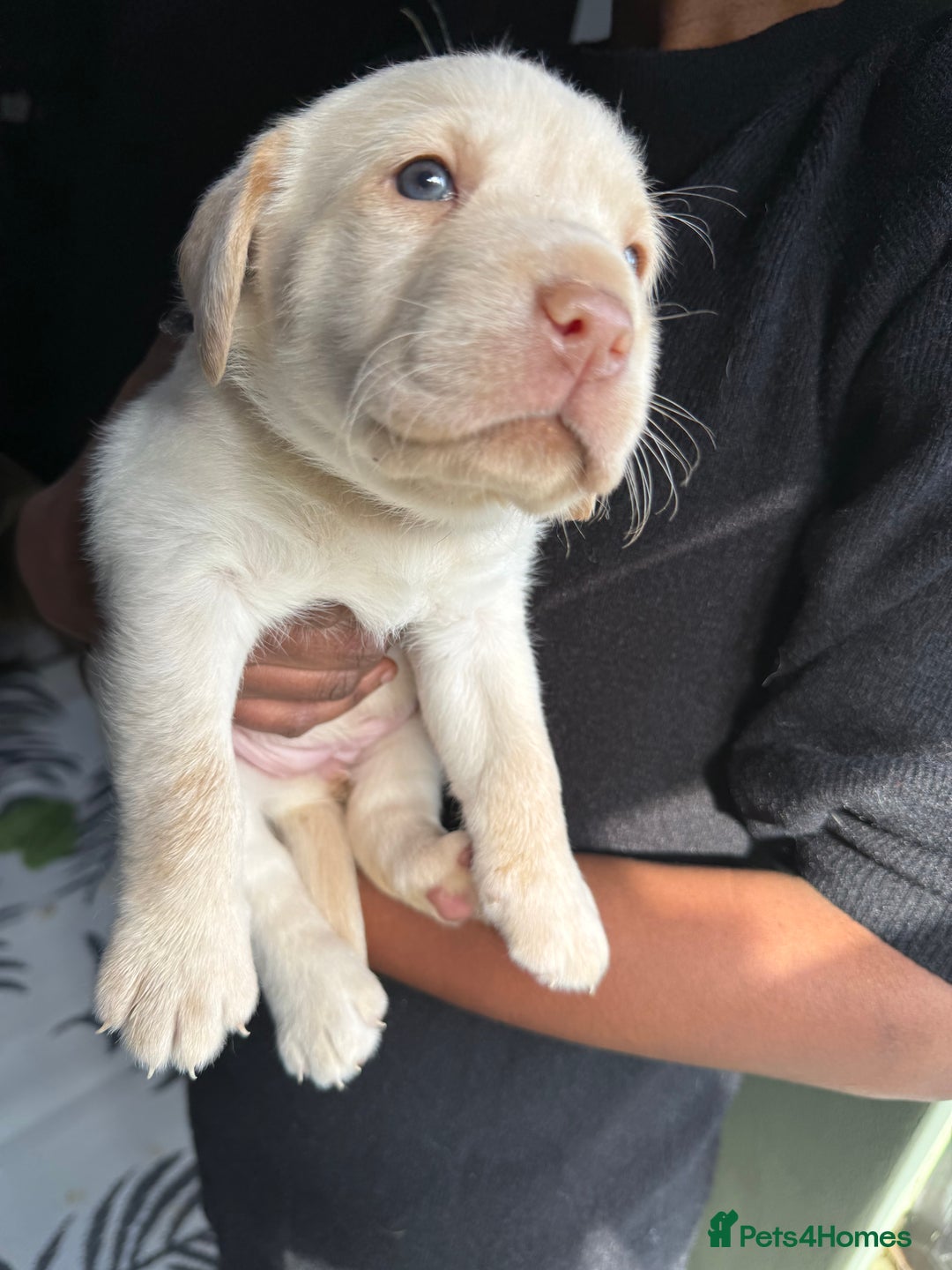 Labrador Retriever dogs for sale: EXCELLENT &UNIQUE LAB PUPPIES AV 12 NOV £1450 - Image 41