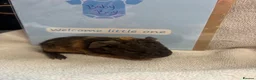 Guinea Pig rodents for sale: 2 beautiful boys  - Advert 20