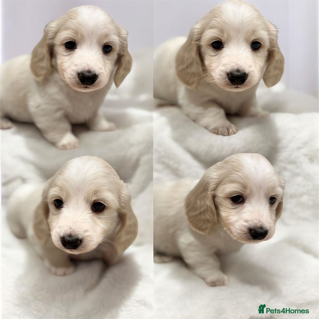 Miniature Dachshund dogs for sale: KC Registered Cream Long Hair Miniature Dachshunds - Advert 4
