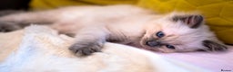 Ragdoll cats for sale: 🏅Last 2 GCCF Ragdoll kittens Ready now - Advert 8