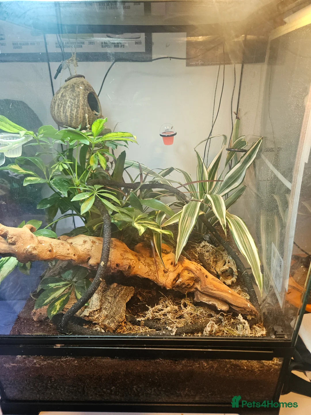 Gecko reptiles for sale: 2 Lilly White Crestes and full set up - Advert 1