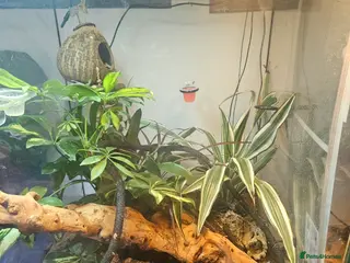 Gecko reptiles 2 Lilly White Crestes and full set up - Advert 4