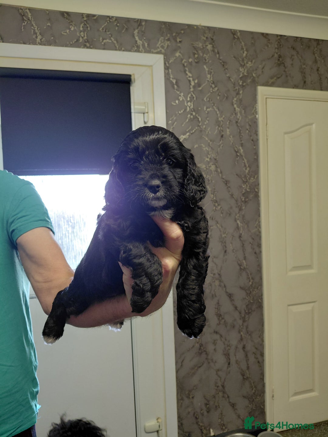 Cockapoo dogs for sale: Cockerpoo  puppys  - Advert 6