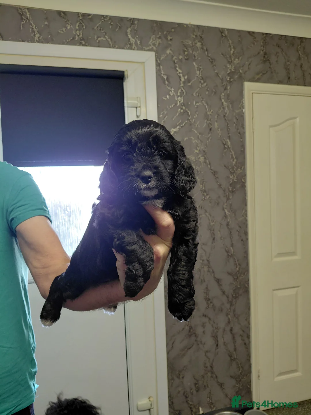 Cockapoo dogs for sale: Cockerpoo  puppys  - Advert 15