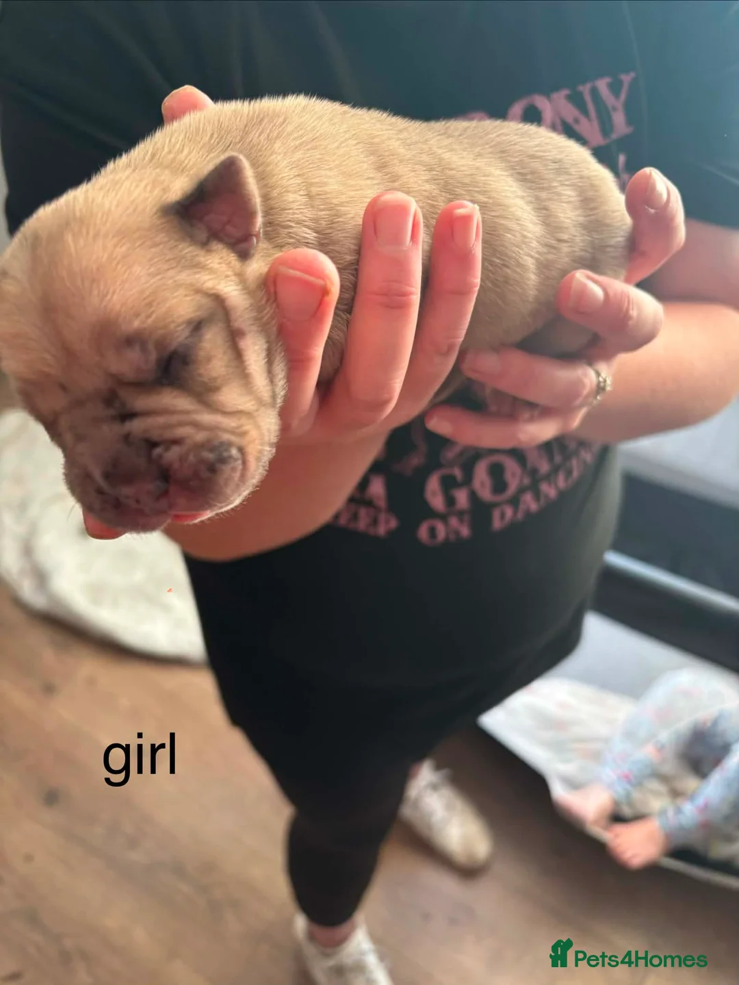 Mixed Breed dogs for sale: Cane Corso/Siberian husky puppies  in Blyth - Advert 25