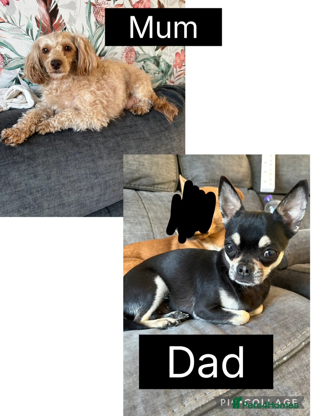 Chipoo dogs for sale: Gorgeous Chi poos  - Advert 2