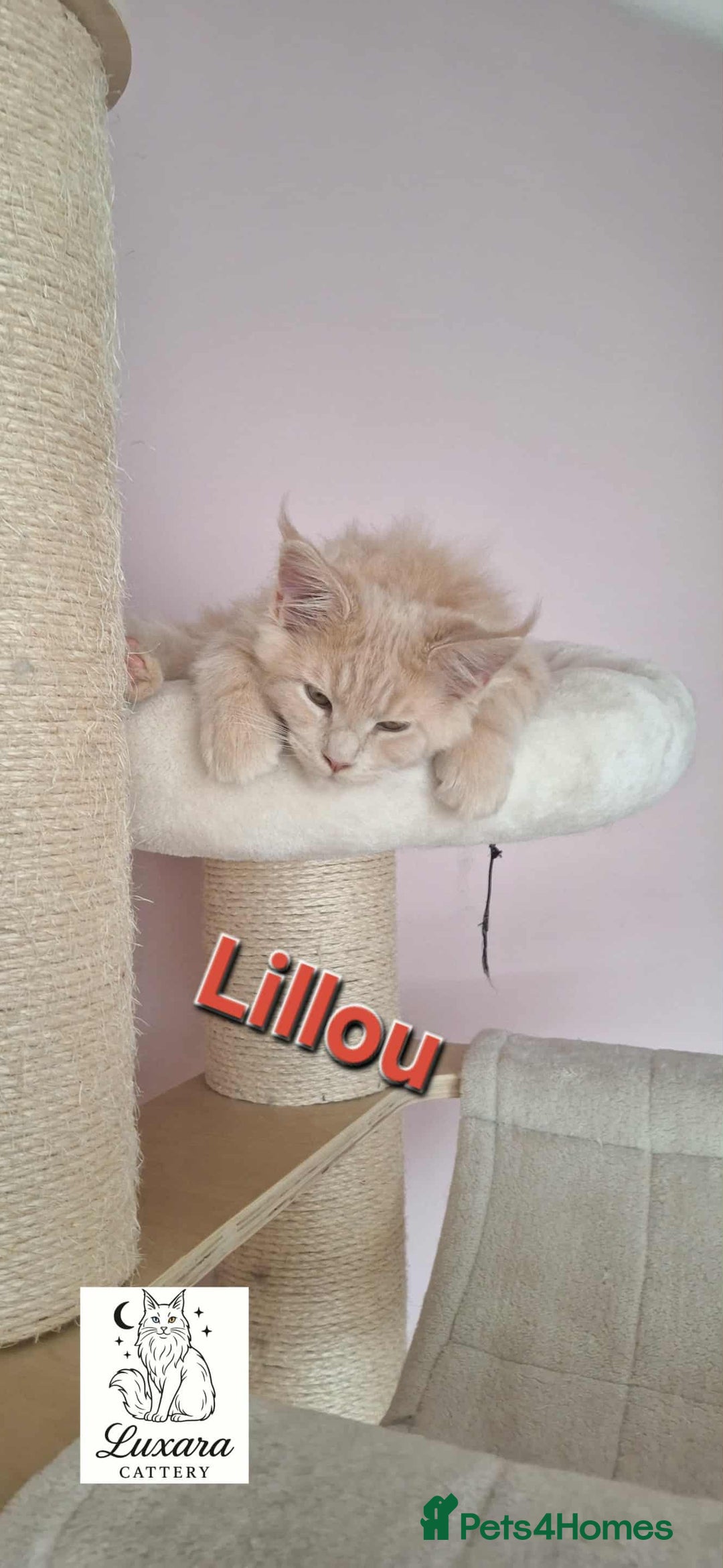 Maine Coon cats for sale: One left! MaineCoonKittens–GCCF/Pedigree - Advert 6