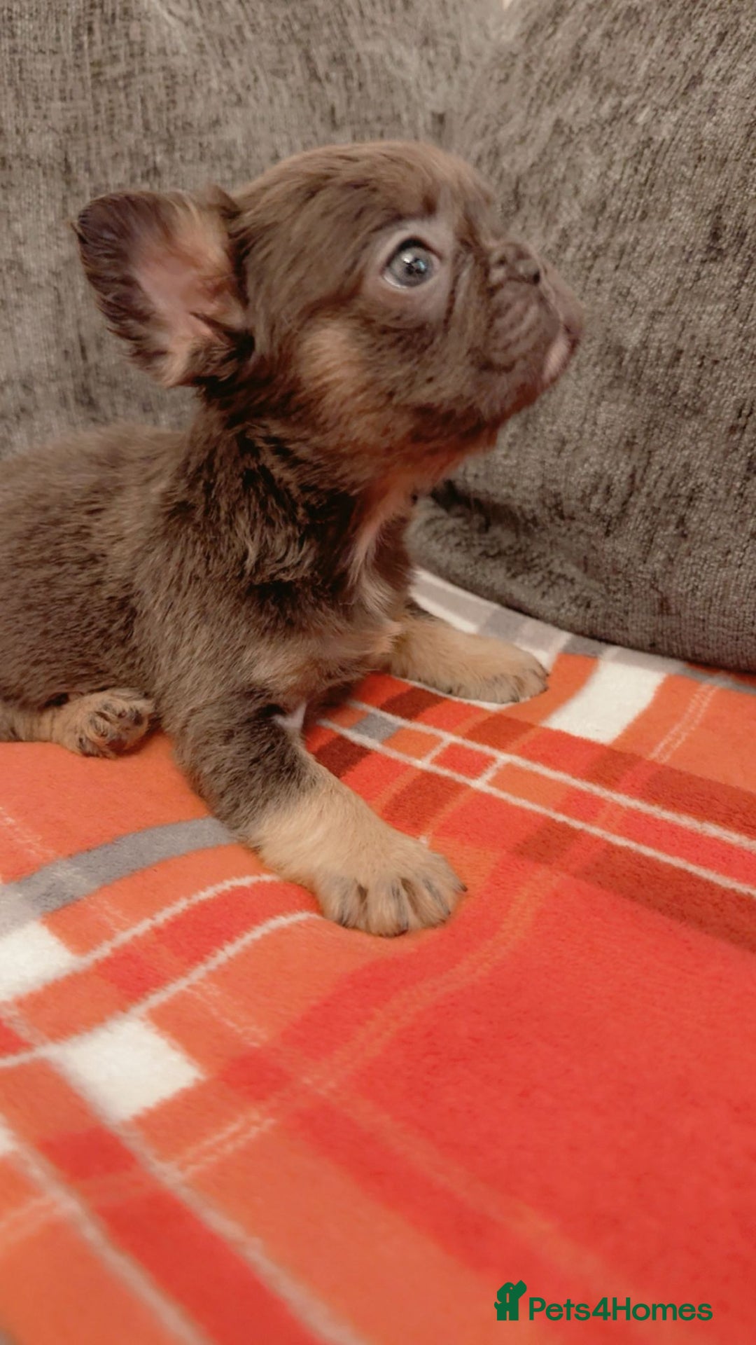 French Bulldog dogs for sale: Full fluffy French bulldogs Pink  - Advert 14