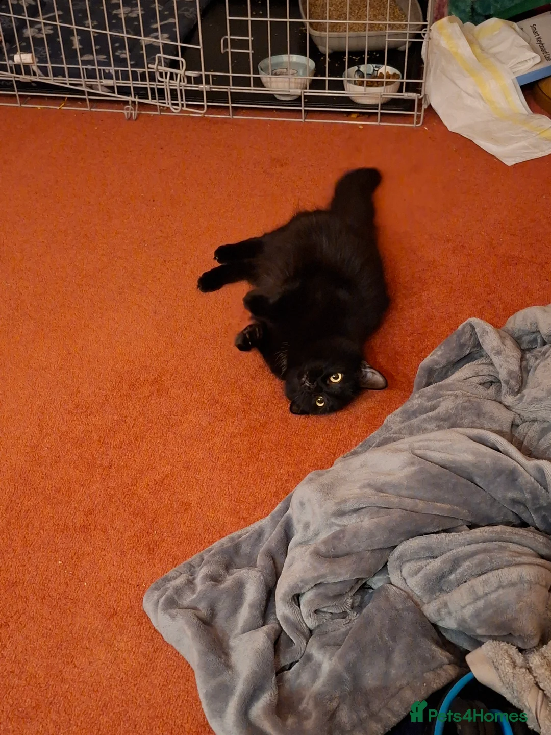 British Longhair cats for sale: Nova  - Advert 4