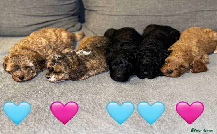 Mixed Breed dogs - Advert 6
